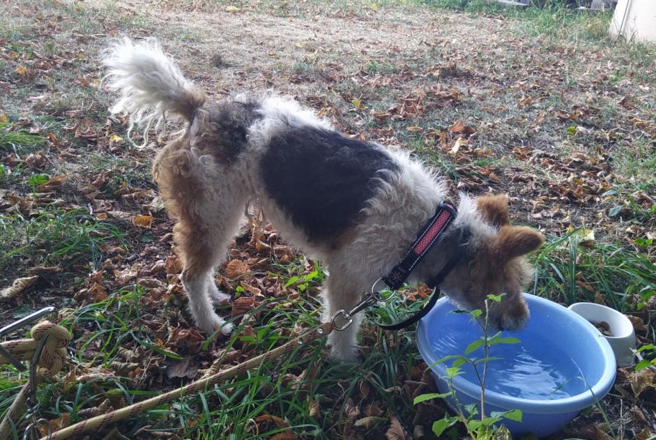 Fundmeldung Hund Männliche Naves Frankreich Fundmeldung Hund Männliche Naves Frankreich