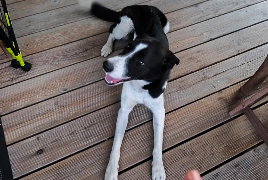 Alerte Découverte Chien croisement Mâle Ussac France Alerte Découverte Chien croisement Mâle Ussac France